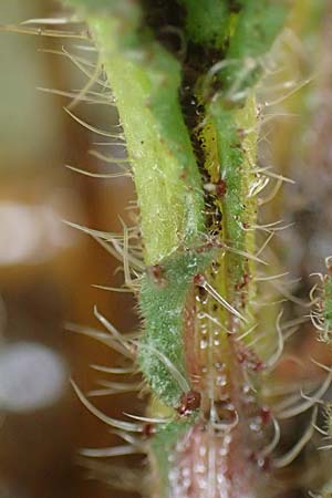 Borago officinalis \ Boretsch / Borago, D Mannheim 1.3.2019