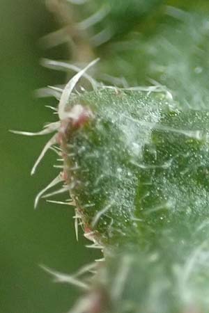 Borago officinalis \ Boretsch / Borago, D Mannheim 1.3.2019