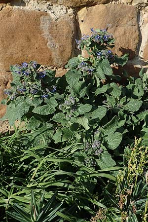 Borago officinalis \ Boretsch / Borago, D Neuleiningen 13.3.2020