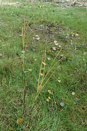 Bolboschoenus yagara \ Verkannte Strandsimse / River Bulrush, D Germersheim 8.10.2023