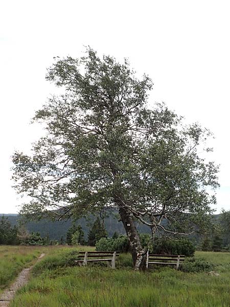 Betula pubescens \ Moor-Birke, Flaum-Birke / Downy Birch, D Schwarzwald/Black-Forest, Unterstmatt 4.8.2016