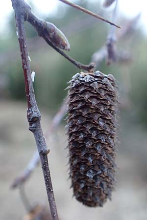 Betula pubescens \ Moor-Birke, Flaum-Birke / Downy Birch, D Odenwald, Grasellenbach 24.2.2019