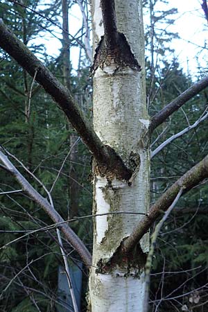 Betula pubescens \ Moor-Birke, Flaum-Birke / Downy Birch, D Odenwald, Grasellenbach 24.2.2019