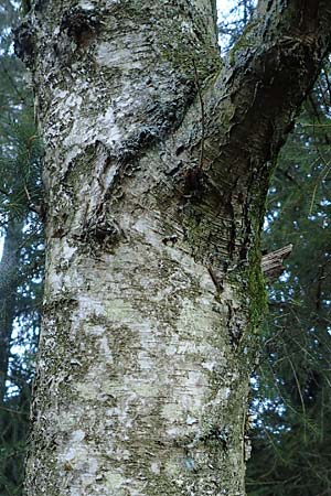 Betula pubescens \ Moor-Birke, Flaum-Birke / Downy Birch, D Odenwald, Grasellenbach 24.2.2019