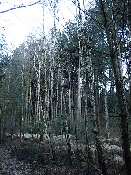 Betula pubescens \ Moor-Birke, Flaum-Birke / Downy Birch, D Odenwald, Grasellenbach 24.2.2019