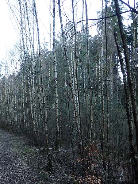 Betula pubescens \ Moor-Birke, Flaum-Birke / Downy Birch, D Odenwald, Grasellenbach 24.2.2019