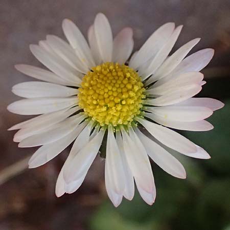 Bellis perennis \ Gnseblmchen, Tausendschn / Common Daisy, D Dilsberg 6.4.2025