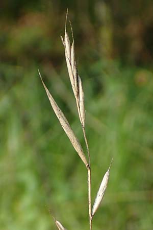 Brachypodium rupestre \ Felsen-Zwenke / Shiny Tor Grass, D Etzen-Gesäß 3.9.2015