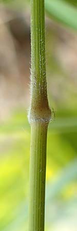 Brachypodium rupestre \ Felsen-Zwenke / Shiny Tor Grass, D Etzen-Gesäß 3.9.2015