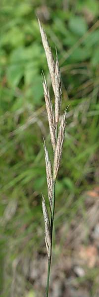 Brachypodium rupestre \ Felsen-Zwenke / Shiny Tor Grass, D Etzen-Gesäß 3.9.2015