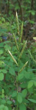 Brachypodium rupestre \ Felsen-Zwenke / Shiny Tor Grass, D Etzen-Gesäß 16.7.2016