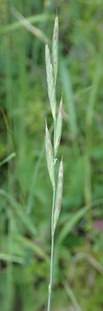 Brachypodium rupestre \ Felsen-Zwenke / Shiny Tor Grass, D Etzen-Gesäß 16.7.2016
