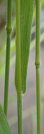 Bromus racemosus \ Trauben-Trespe / Bald Brome, D Odenwald, Affolterbach 16.6.2017