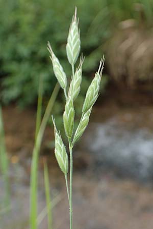 Bromus hordeaceus agg. \ Weiche Trespe / Soft Brome, D Odenwald, Affolterbach 16.6.2017