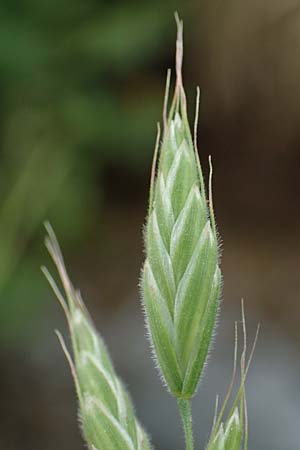 Bromus hordeaceus agg. \ Weiche Trespe / Soft Brome, D Odenwald, Affolterbach 16.6.2017