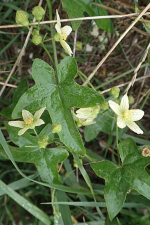 Bryonia dioica \ Rotfrchtige Zaunrbe / Red-Berried Bryony, D Weinheim an der Bergstraße 10.11.2018