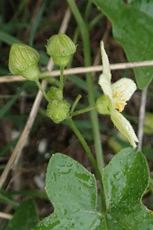 Bryonia dioica \ Rotfrchtige Zaunrbe / Red-Berried Bryony, D Weinheim an der Bergstraße 10.11.2018