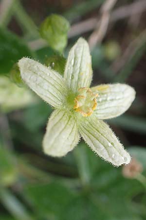 Bryonia dioica \ Rotfrchtige Zaunrbe / Red-Berried Bryony, D Weinheim an der Bergstraße 10.11.2018