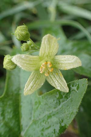 Bryonia dioica \ Rotfrchtige Zaunrbe / Red-Berried Bryony, D Weinheim an der Bergstraße 10.11.2018