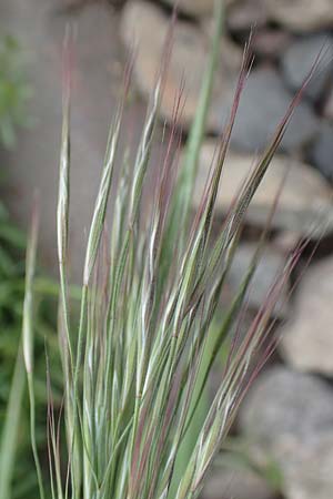 Bromus spec1 ? / Brome, D Mannheim 5.5.2019