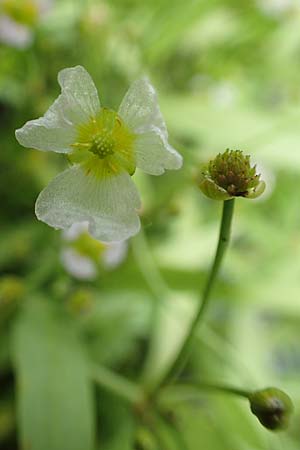 Baldellia ranunculoides \ Gewhnlicher Igelschlauch / Lesser Water-Plantain, D Botan. Gar. Krefeld 13.6.2019