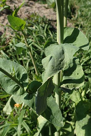 Brassica napus \ Raps / Oilseed Rape, Rapeseed, D Weinheim an der Bergstraße 31.3.2020