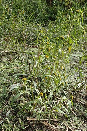 Bidens radiata \ Strahliger Zweizahn / Beggartick, D Brandenburg, Havelaue-Parey 23.9.2020
