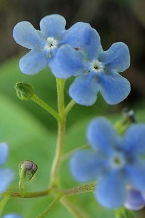 Brunnera macrophylla \ Groblttriges Kaukasus-Vergissmeinnicht / Siberian Bugloss, False Forget-me-not, D Pforzheim 27.4.2021