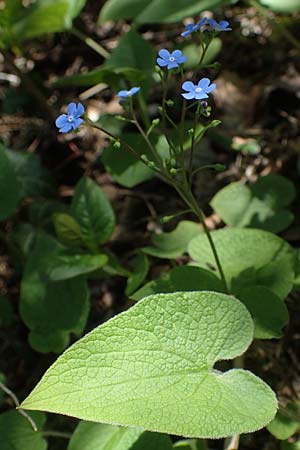 Brunnera macrophylla \ Groblttriges Kaukasus-Vergissmeinnicht / Siberian Bugloss, False Forget-me-not, D Pforzheim 27.4.2021
