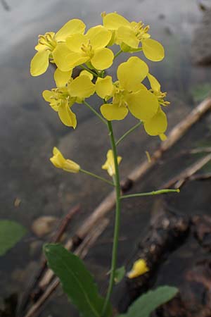 Brassica rapa \ Stoppelrbe, Rbsen / Field Mustard, D Mannheim 13.5.2021
