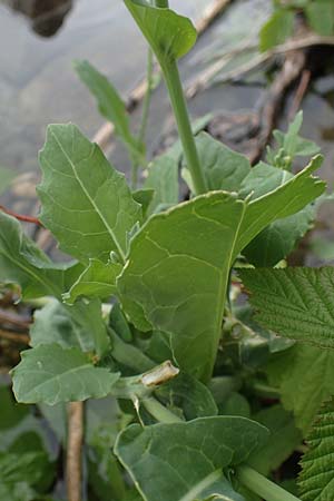 Brassica rapa \ Stoppelrbe, Rbsen / Field Mustard, D Mannheim 13.5.2021