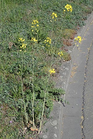 Brassica rapa, Stoppelrübe, Rübsen