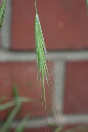 Bromus diandrus \ Gro��hrige Trespe / Great Brome, D Mannheim 24.4.2022