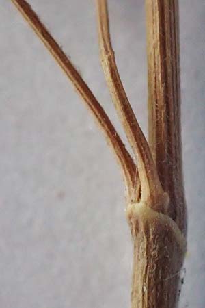 Bromus ramosus \ Hohe Wald-Trespe / Wild Oat, D Hemsbach 9.8.2022
