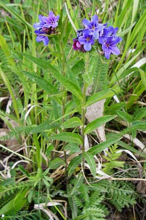 Lithospermum purpurocaeruleum \ Blauroter Steinsame / Purple Gromwell, D Nüdlingen 9.5.2015