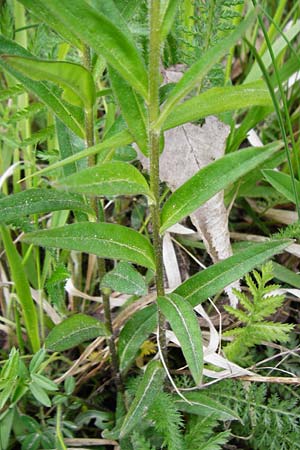 Lithospermum purpurocaeruleum \ Blauroter Steinsame / Purple Gromwell, D Nüdlingen 9.5.2015