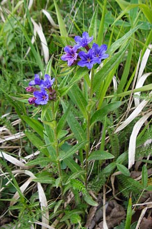 Lithospermum purpurocaeruleum \ Blauroter Steinsame / Purple Gromwell, D Nüdlingen 9.5.2015