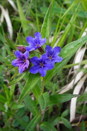 Lithospermum purpurocaeruleum \ Blauroter Steinsame / Purple Gromwell, D Nüdlingen 9.5.2015