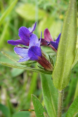 Lithospermum purpurocaeruleum \ Blauroter Steinsame / Purple Gromwell, D Nüdlingen 9.5.2015