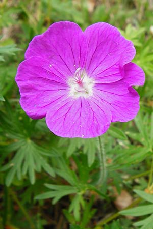 Geranium sanguineum \ Blut-Storchschnabel, Blutroter Storchschnabel / Bloody Crane's-Bill, D Blaubeuren 2.6.2015
