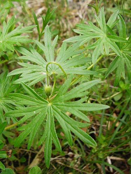 Geranium sanguineum \ Blut-Storchschnabel, Blutroter Storchschnabel / Bloody Crane's-Bill, D Blaubeuren 2.6.2015