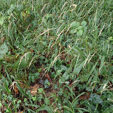 Brachypodium sylvaticum \ Wald-Zwenke / False Brome, D Bensheim 13.9.2015