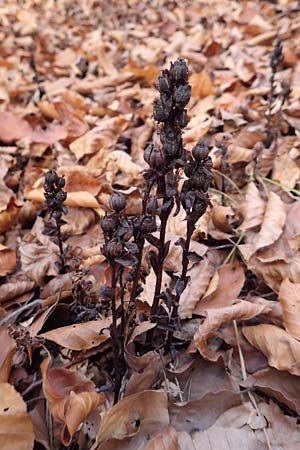 Monotropa hypophegea \ Buchenspargel / Yellow Bird's-Nest, D Franken/Franconia Gößweinstein 4.11.2015