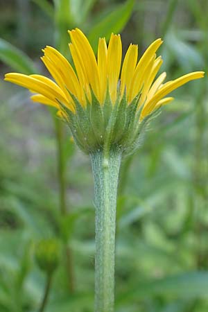 Buphthalmum salicifolium \ Weidenblttriges Ochsenauge, Rindsauge, D Spaichingen 26.6.2018