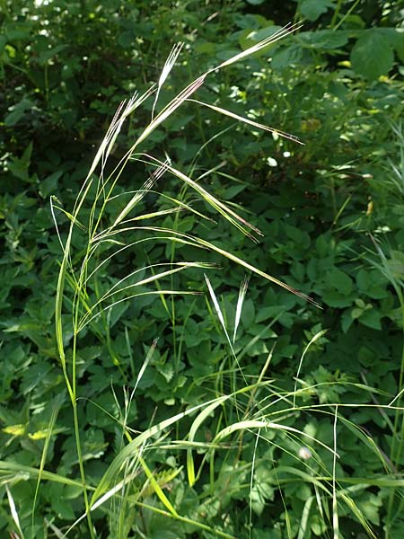 Bromus sterilis \ Taube Trespe / Poverty Brome, D Weinheim an der Bergstraße 7.5.2020