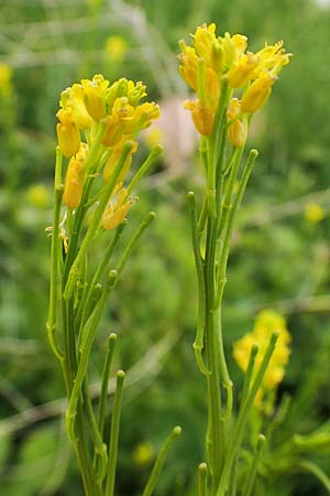 Barbarea stricta, Steifes Barbarakraut