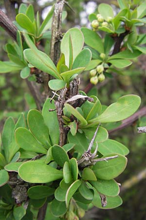 Berberis thunbergii \ Thunberg-Berberitze, Gr�ne Hecken-Berberitze / Thunberg's Barberry, Japanese Barberry, D Weinheim an der Bergstra&szlig;e 19.4.2013
