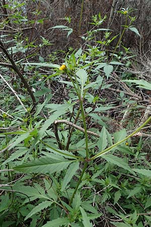 Bidens tripartita \ Dreiteiliger Zweizahn / Trifid Beggartick, D Düren 20.8.2022