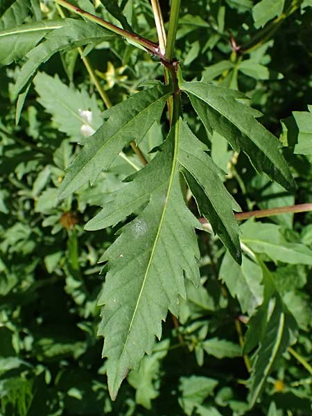 Bidens tripartita \ Dreiteiliger Zweizahn / Trifid Beggarticks, D R&ouml;merberg 15.9.2026