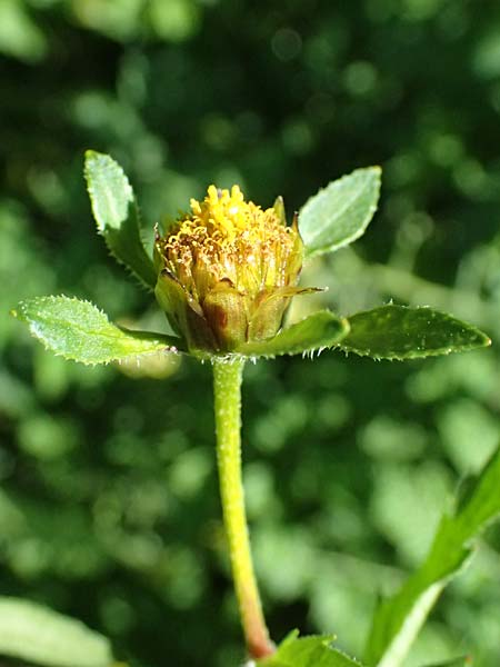 Bidens tripartita \ Dreiteiliger Zweizahn / Trifid Beggarticks, D R&ouml;merberg 15.9.2026